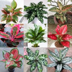 there are many different types of plants in this photo collage, each with red and green leaves