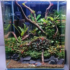 an aquarium with plants and rocks in it