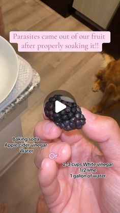 a person holding up a black berry in front of a white plate with a dog on the other side