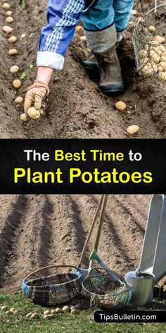 the best time to plant potatoes