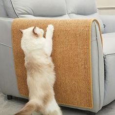 a cat standing on its hind legs in front of a couch and scratching it's back