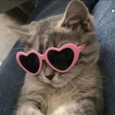 a cat with heart shaped sunglasses on its face