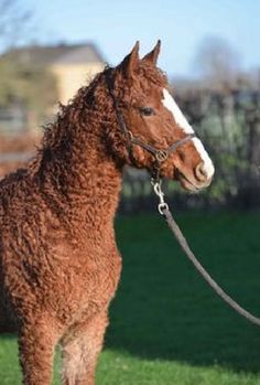 a brown horse standing on top of a lush green field