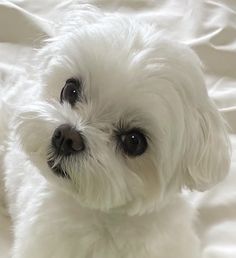 a small white dog sitting on top of a bed