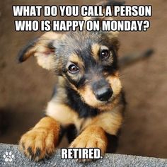 a puppy is looking at the camera with caption that reads, what do you call a person who is happy on monday? retired