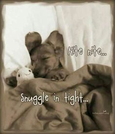 a dog sleeping on top of a bed next to a stuffed animal with the caption, snuggle in tight