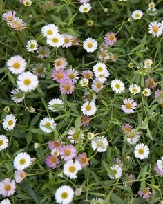 many white and pink flowers in the grass