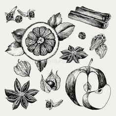 an apple, cinnamon and other fruits drawn by hand royalty illustration