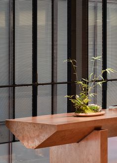 a wooden table with a plant on it