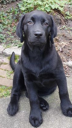 a black dog sitting on top of a cement slab