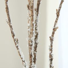 two branches with snow on them in front of a white wall and a vase filled with flowers