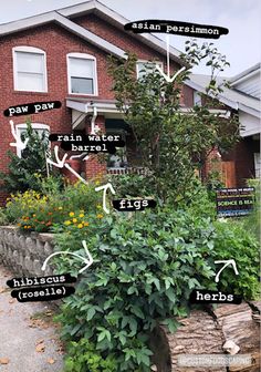 the garden is full of plants and flowers in front of a red brick house with white windows