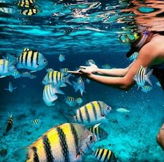 a woman is swimming in the ocean with many fish around her and pointing at something