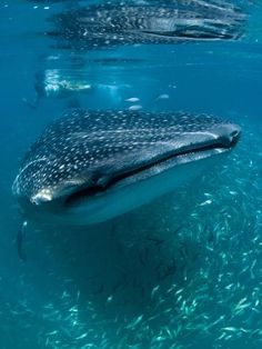 a large whale swimming in the ocean