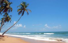 two palm trees on the beach with waves coming in from the ocean and blue sky