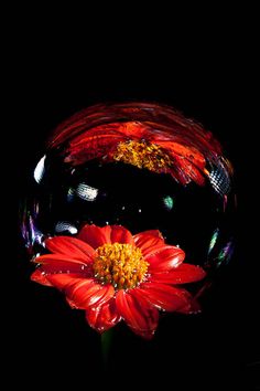 two red flowers are reflected in a glass ball on a black background, with the reflection of another flower behind it