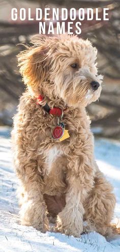 Great Goldendoodle names highlight how cuteaffectionate and loving your puppy isToday we'll share dozens of awesome Goldendoodle names. Goldendoodle Names, Names Dog, Cute Puppy Names, Dog Names Unique, Boy Dog Names, Puppy Tips, Puppies Pictures, Golden Doodle Dog, Girl Dog Names