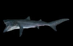 a large shark swimming in the ocean at night