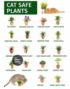 an image of cat safe plants