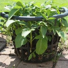 a planter filled with lots of green plants