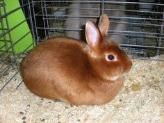 two rabbits in a cage with hay on the floor and one rabbit is looking at the camera