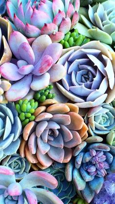 many different types of succulents are arranged in the shape of a flower