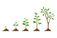 the stages of growing plants from seed to plant, with green leaves and brown soil