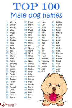 the top 100 male dog names in english and spanish with an image of a chowie dog