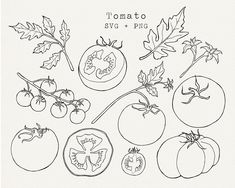 tomatoes and other vegetables are drawn in black ink