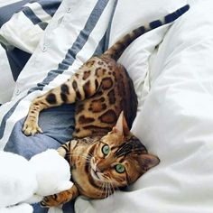 a cat laying on top of a bed next to a stuffed animal