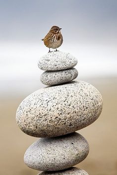 a small bird sitting on top of some rocks