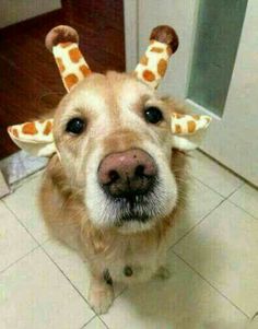 a brown dog wearing a giraffe hat on top of it's head