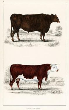 size: 72x46in Stretched Canvas Print: Animated Nature - A Portrait of an Ox and Bull by Vintage Reproduction : vintage print, cow, barnyard animal, farm animal, ox Journal Business, Good Illustration, Art To Print, Bull Art, Raw Images, Vintage Animals, Best Artwork, Free Illustration Images, Farm Logo