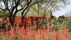 an orange wall in the middle of some plants