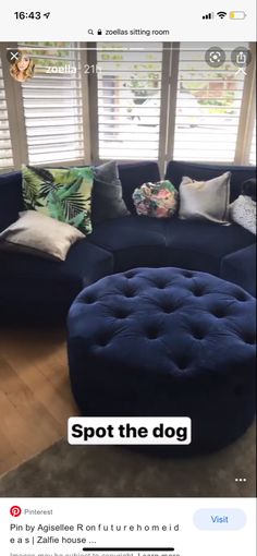 a blue couch sitting in front of a window with pillows on top of it and the caption spot the dog