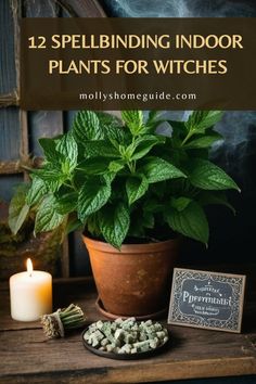 a potted plant sitting on top of a wooden table next to a lit candle