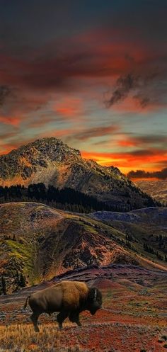 a bison standing in the middle of a field with mountains in the background at sunset