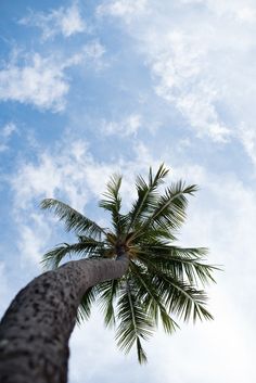 a tall palm tree standing in front of a blue sky with wispy clouds