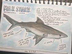 a drawing of a shark's body and parts labeled in the text milk shark