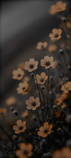 some yellow and black flowers are in the middle of dark background with light coming through them