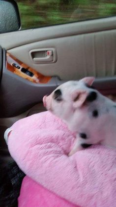 a black and white dog laying on top of a pink blanket in the back seat of a car