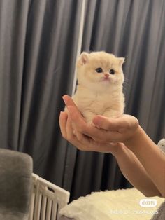 a person holding a small white kitten in their hands with curtains behind them and black drapes on the windows