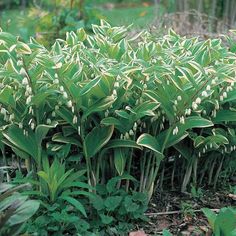 some very pretty green plants in the grass