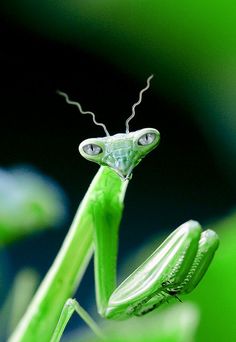 a close up of a green praying mantissa