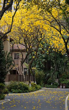 yellow flowers are blooming on the trees lining this street in front of a building