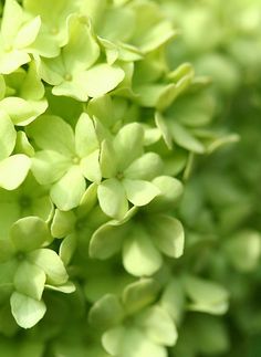 a close up view of some white flowers