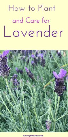 lavender plants with text overlay how to plant and care for lavenders in the garden