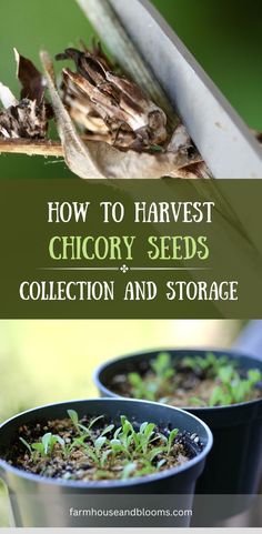 two pictures, one of harvesting chicory seed pods, and one of chicory seedlings in pots Mauve Flowers, Natural Healing Remedies, Edible Landscaping, Wild Edibles, Medicinal Herbs, Garden Spaces