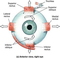 the structure of an eye with all parts labeled