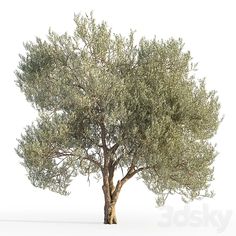 an olive tree with green leaves on a white background